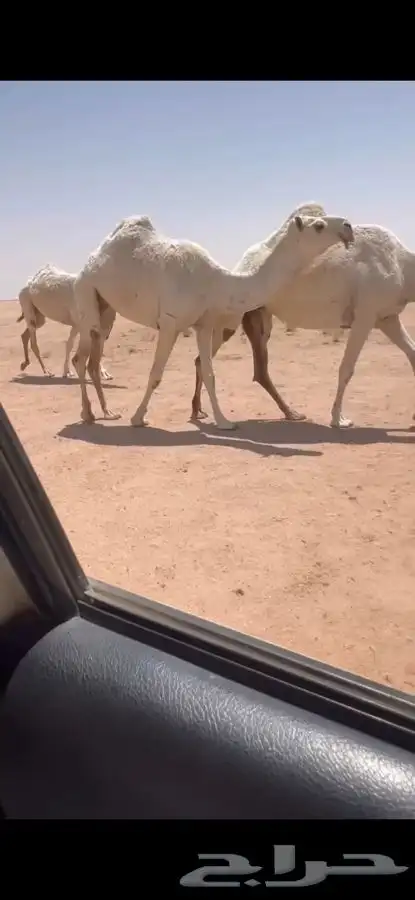 للبيع بكره ثنيه رمانيه كفوو 0