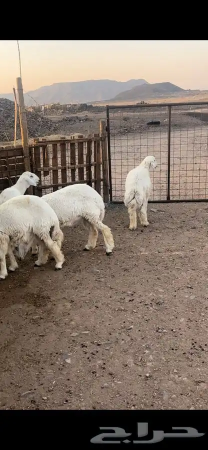 ذبايح للبيع 11