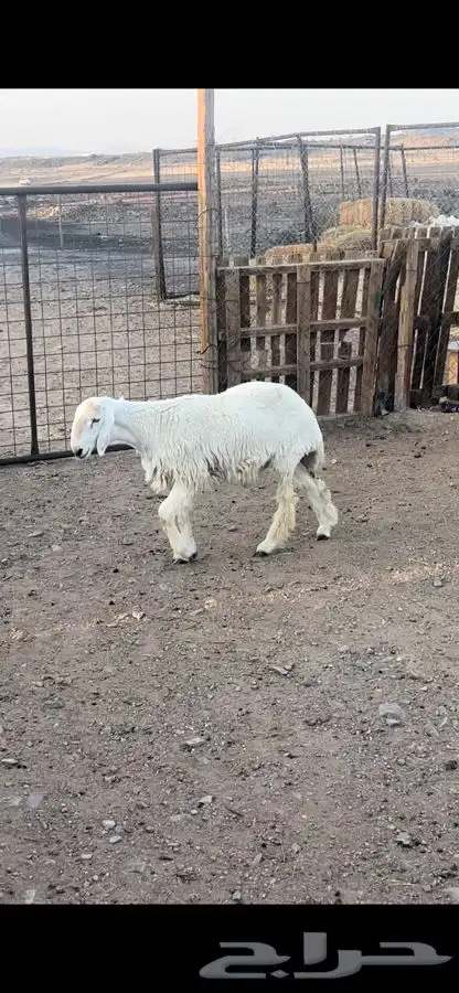 ذبايح للبيع 8