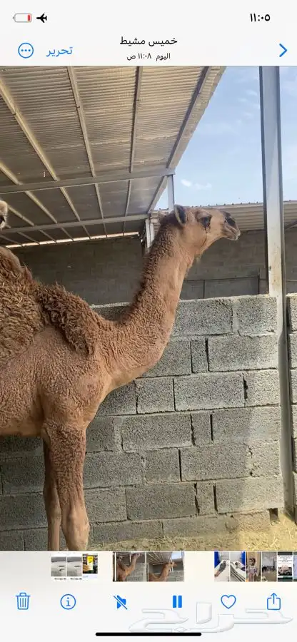 قعومقنى ابوه من زمول الامير مشعل بن عبدالعزيز سنه مفرود 1