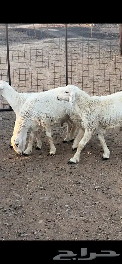 ذبايح للبيع 7