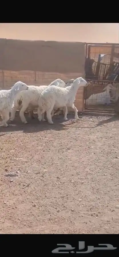 ذبايح للبيع 2