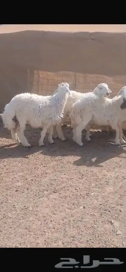 ذبايح للبيع 1