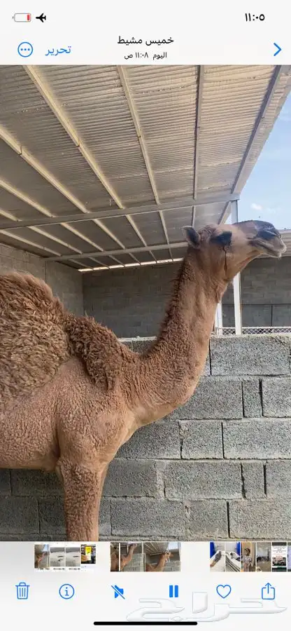 قعومقنى ابوه من زمول الامير مشعل بن عبدالعزيز سنه مفرود 0