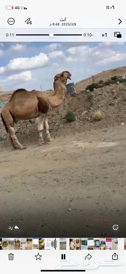 قعومقنى ابوه من زمول الامير مشعل بن عبدالعزيز سنه مفرود 2