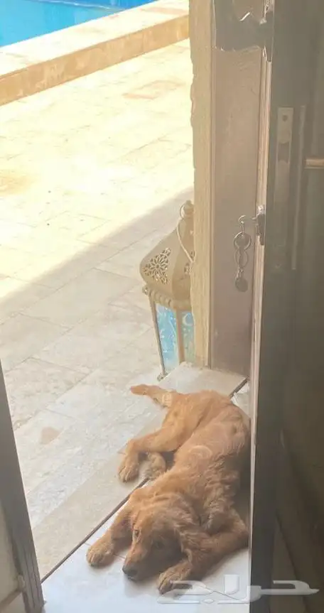كلب قولدن للبيع 1