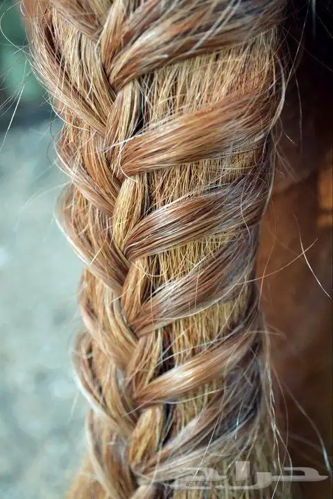 تسريح شعر خيل 2