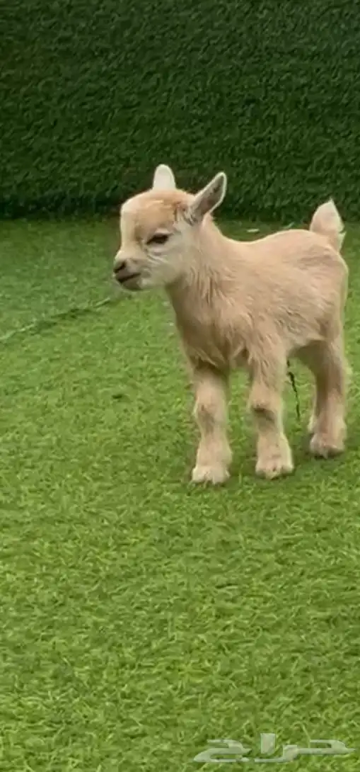 ماعز قزم بيع و ايجار 0