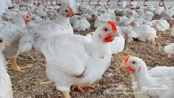 دجاج   لاحم مذبوح جاهز يوجد توصيل لجميع أحياء الرياض 0