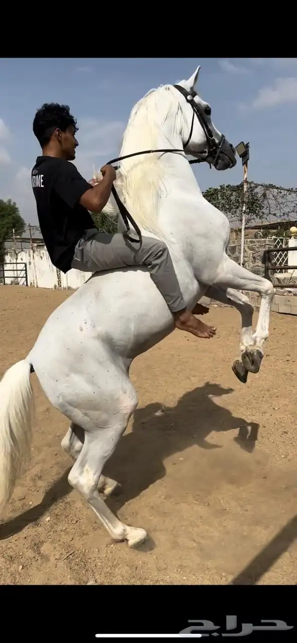 مربط نور الفهد ( ايواء غرف خيل - تدريب - بيع - شراء ) 4