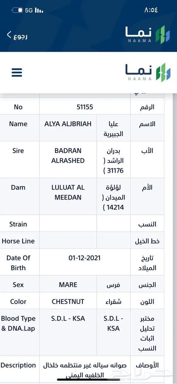 مهرة واهو عربية أصيلة بأوراقها - جمال 4