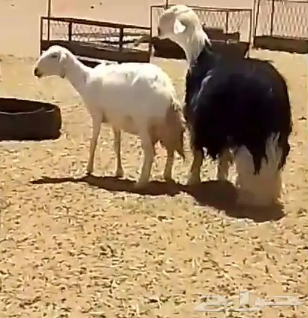 فحل نجدي صنف فاخر 21