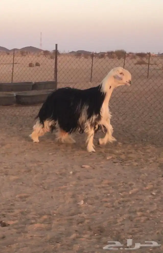 فحل نجدي صنف فاخر 6