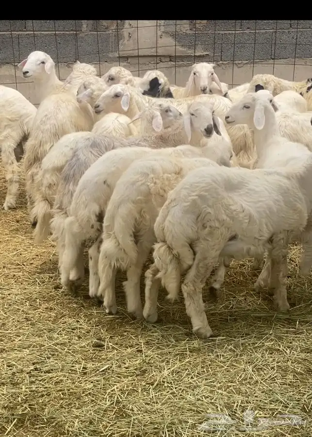 خرفان بلديات نظيفه جدا كرامات وثلاجه يوجدتوصيل نجران 0