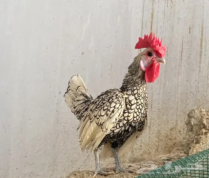 ديك سبرايت للبيع الموقع الخبراء 1