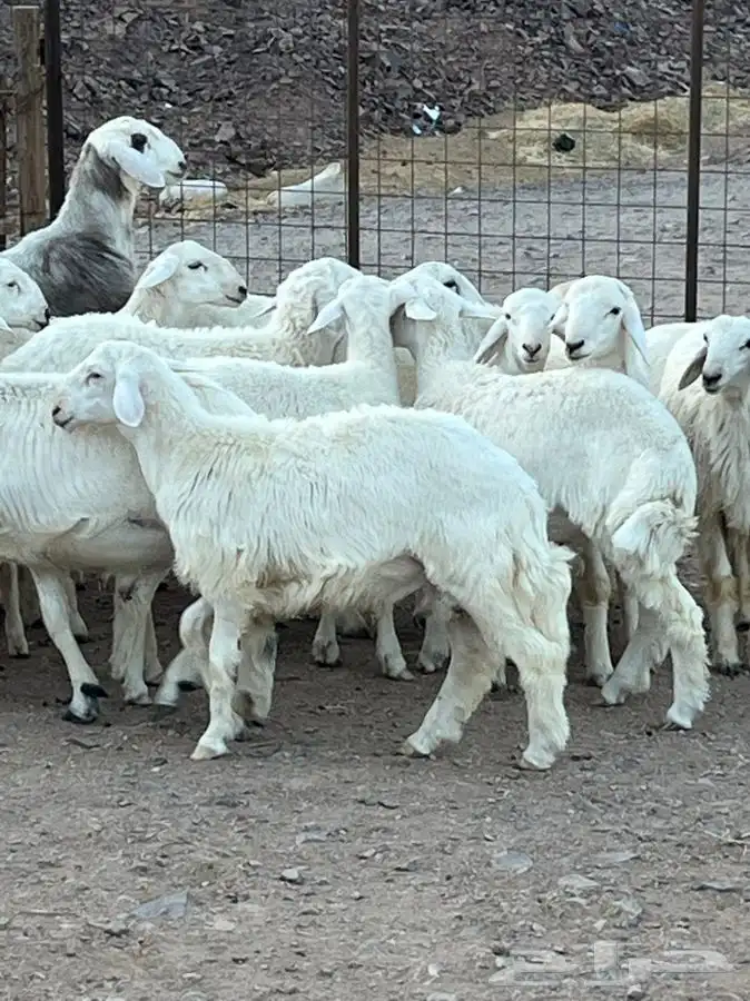 ذبايح للبيع 21