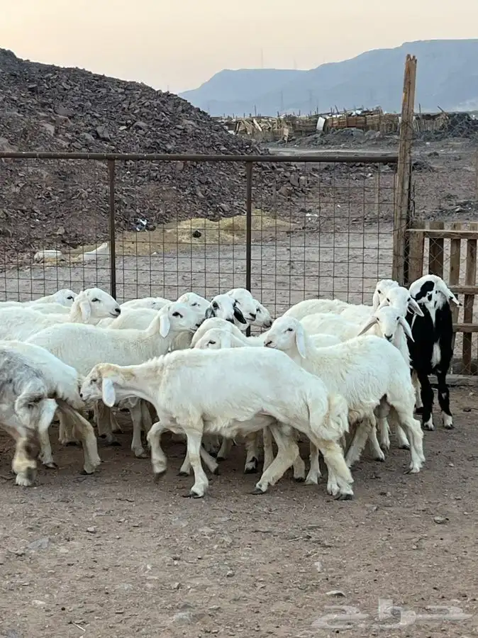 ذبايح للبيع 23