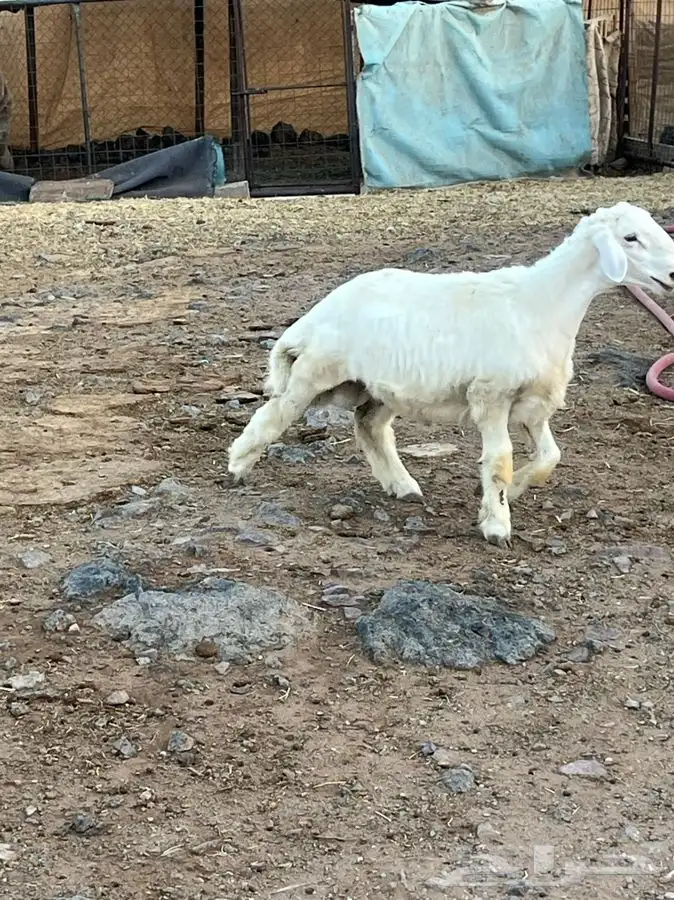 ذبايح للبيع 15