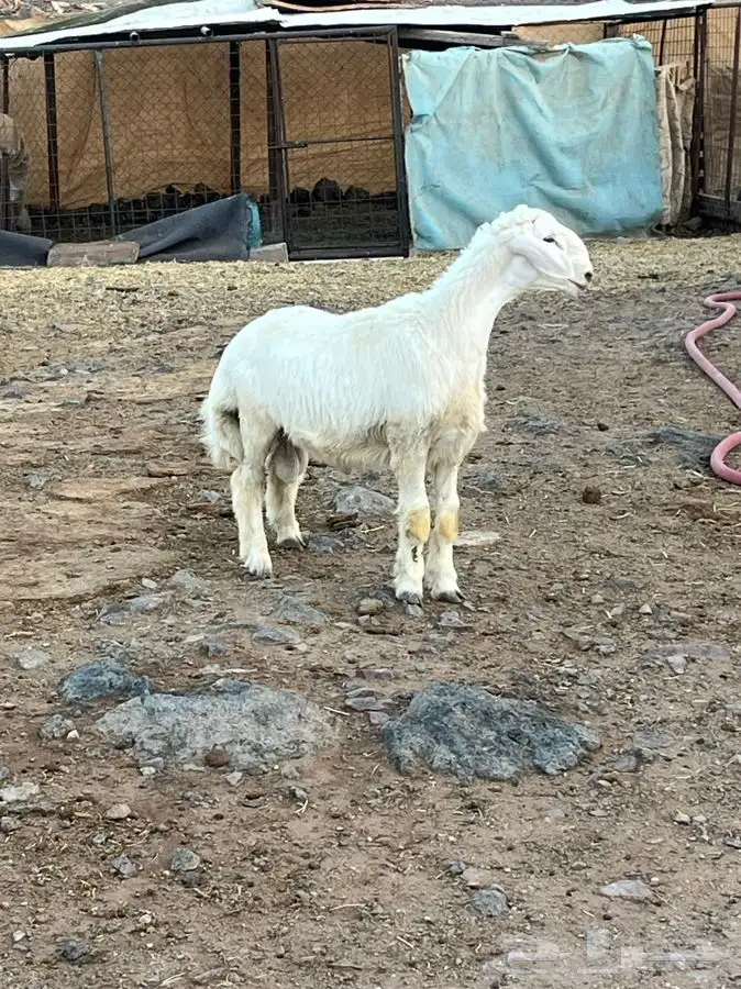 ذبايح للبيع 14