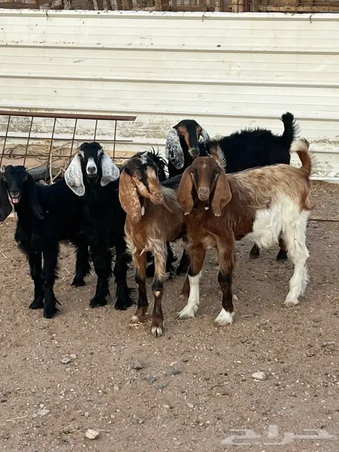 ذبايح للبيع 24