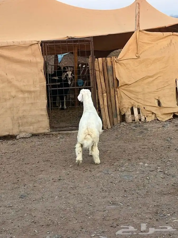 ذبايح للبيع 16