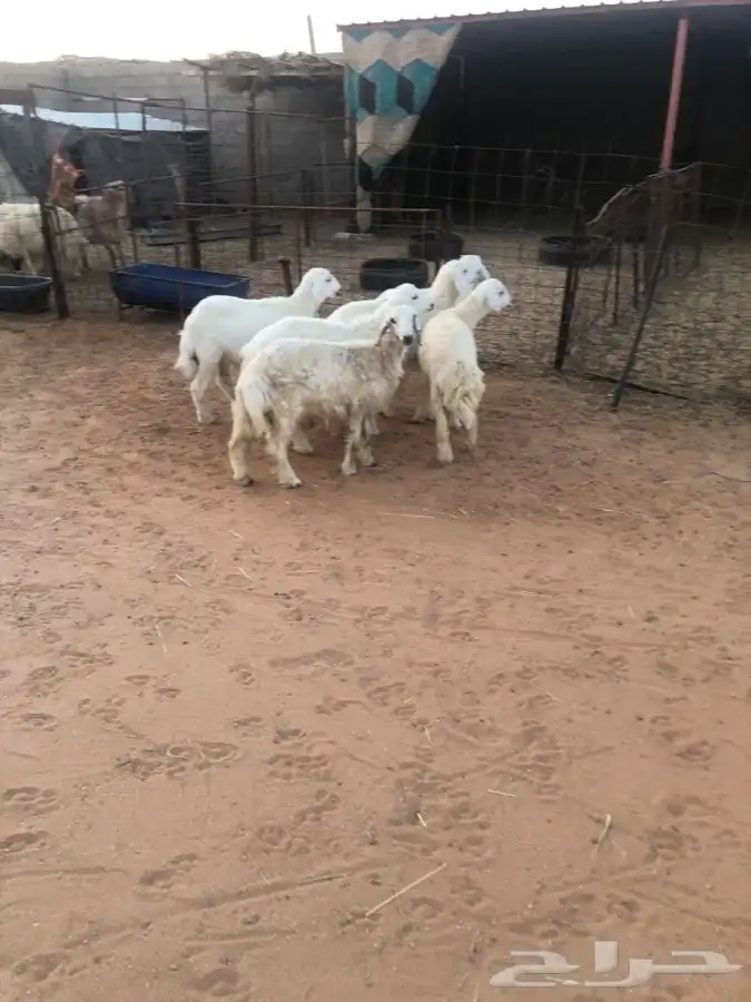 6 خرفان 4 شهور فل شحم واطراف راهيه 6