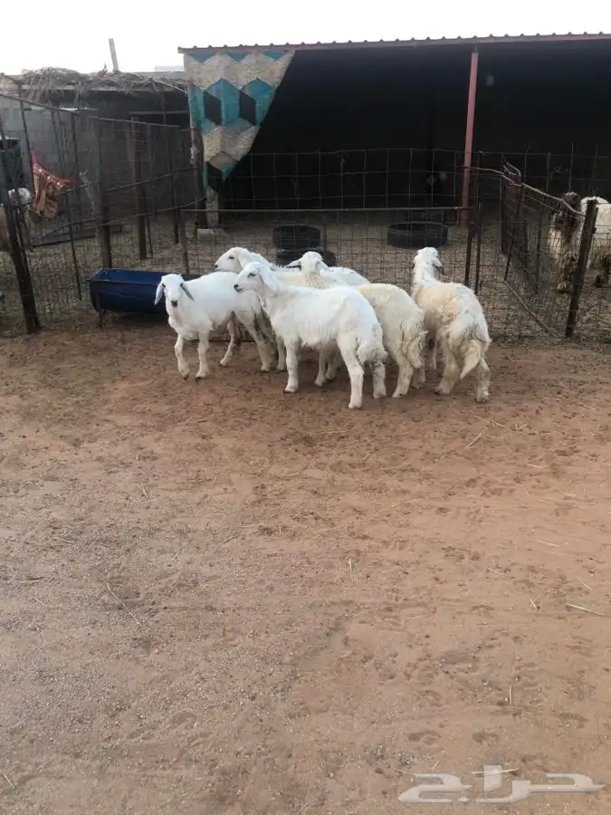 6 خرفان 4 شهور فل شحم واطراف راهيه 2