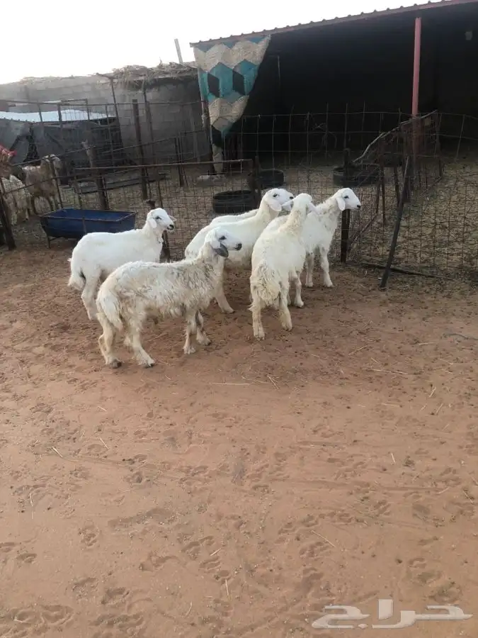 6 خرفان 4 شهور فل شحم واطراف راهيه 1