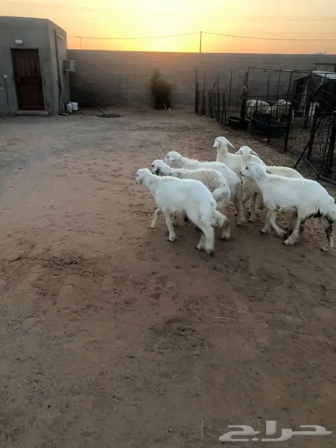 6 خرفان 4 شهور فل شحم واطراف راهيه 5