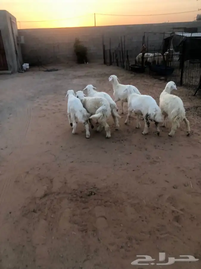 6 خرفان 4 شهور فل شحم واطراف راهيه 4