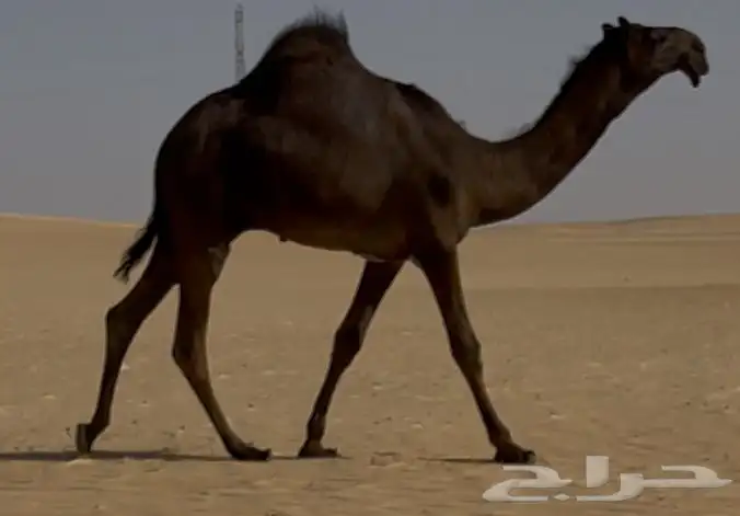 مجهم للبيع قعود طيب جدا وسلالته طيبه 0