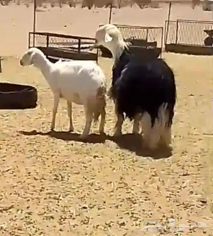 فحل نجدي صنف فاخر 22