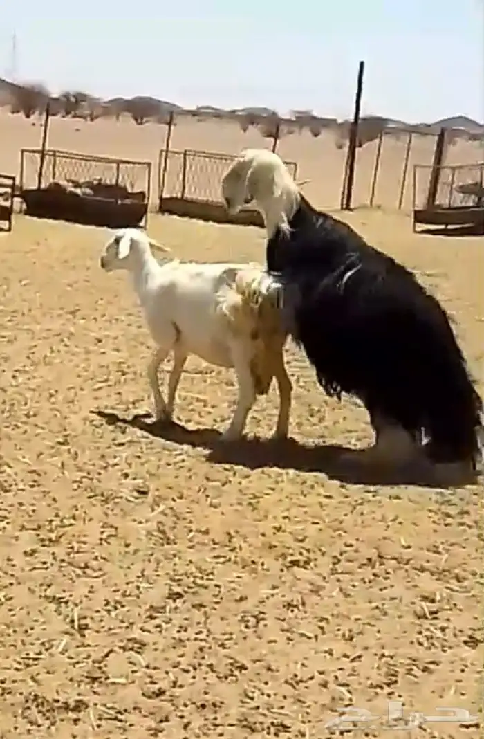 فحل نجدي صنف فاخر 19