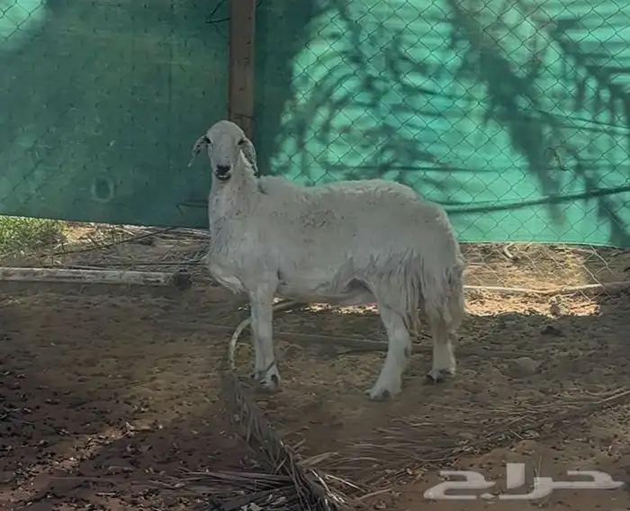 شاه حريه ذبيحه فلل شحم 0
