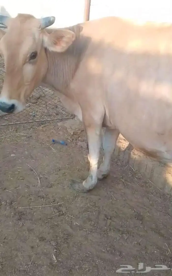 بقره دنمركيه للبيع 1
