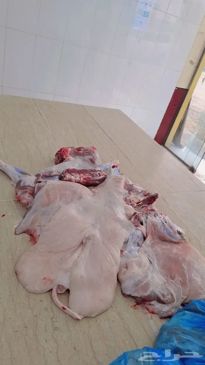ملحمة ابو فيصل 5