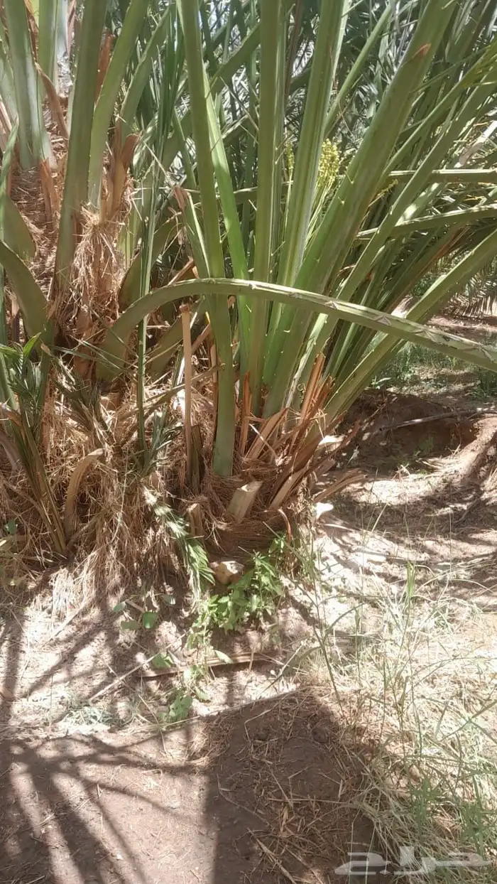 نخيل صنيه صنو مجدول وصقعي وعجوه وصفاوي 0