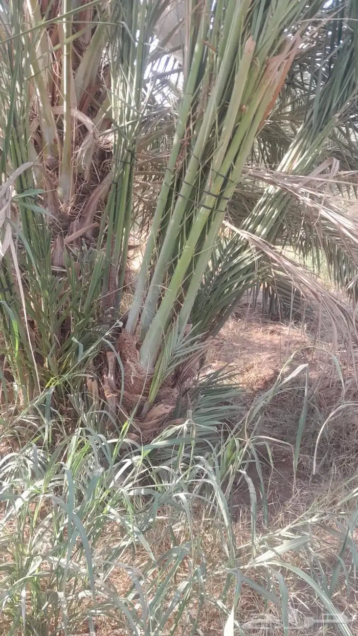 نخيل صنيه صنو مجدول وصقعي وعجوه وصفاوي 1