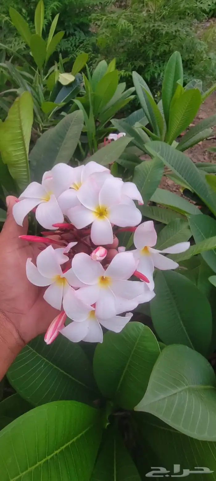 محبين الورود والأزهار الياسمين والجهنمية بألوانها  نجران 0