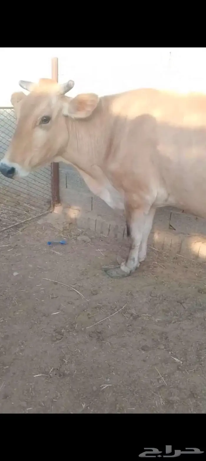بقره دنمركيه للبيع 0