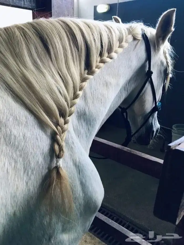 تسريح شعر خيل 1