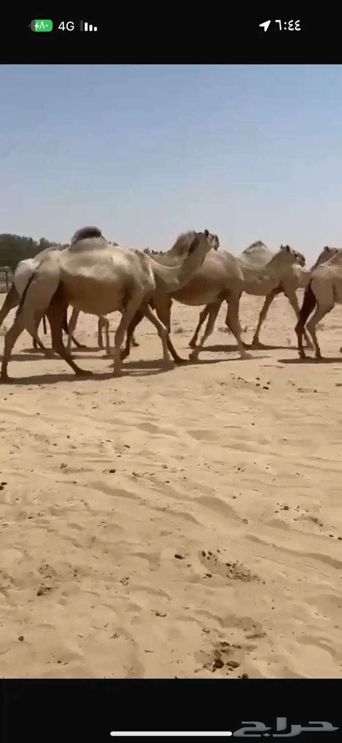 ابل شقح كفو للبيع 6