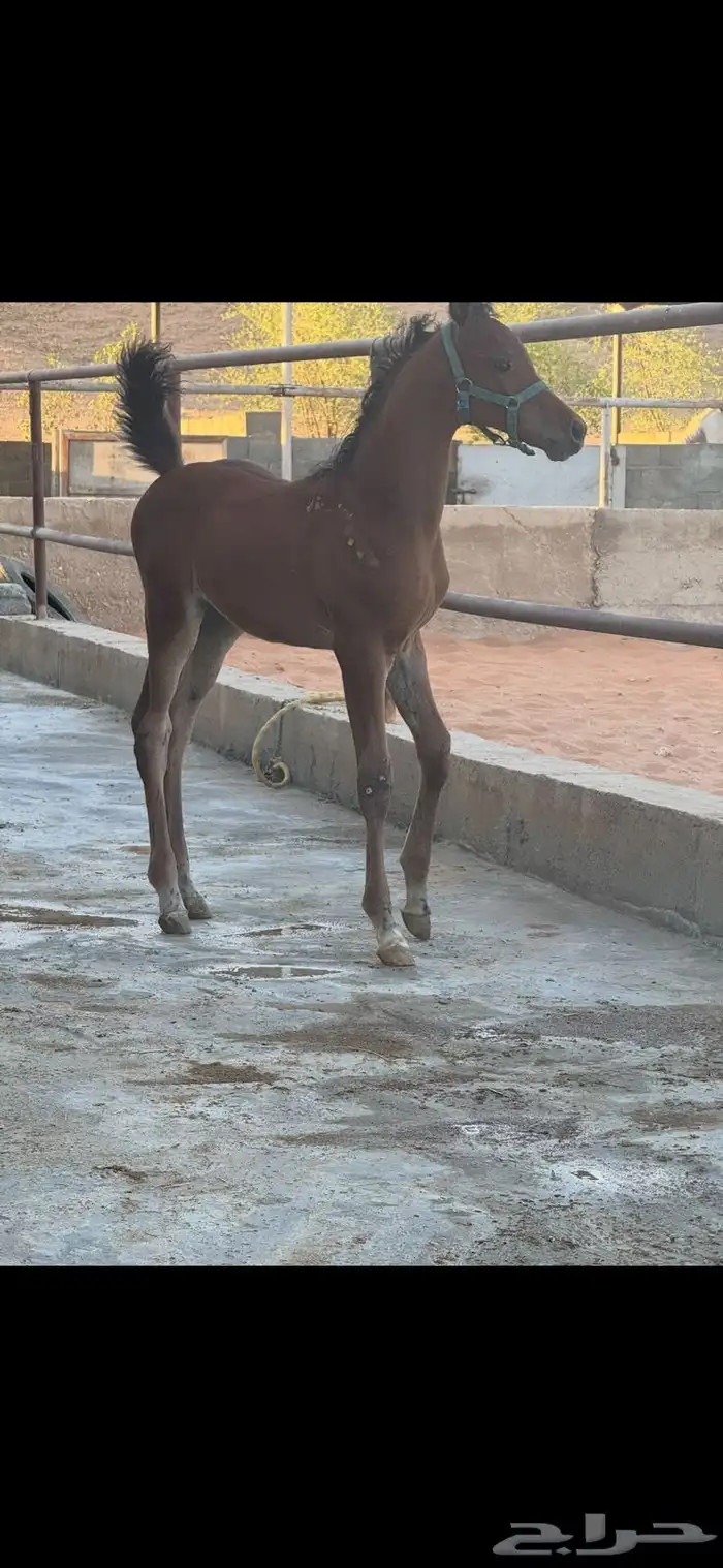مهر واهو يملك رقبه مميزه 2