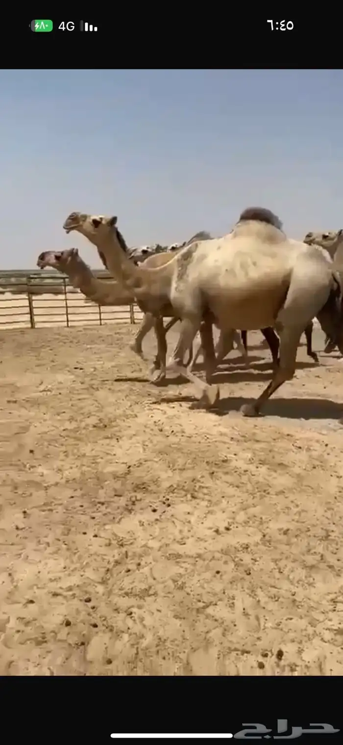 ابل شقح كفو للبيع 0