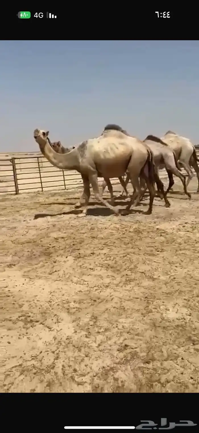 ابل شقح كفو للبيع 1