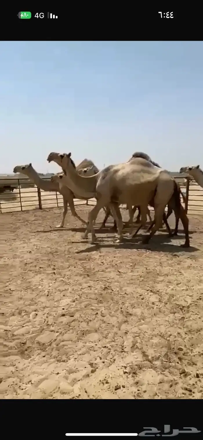 ابل شقح كفو للبيع 5