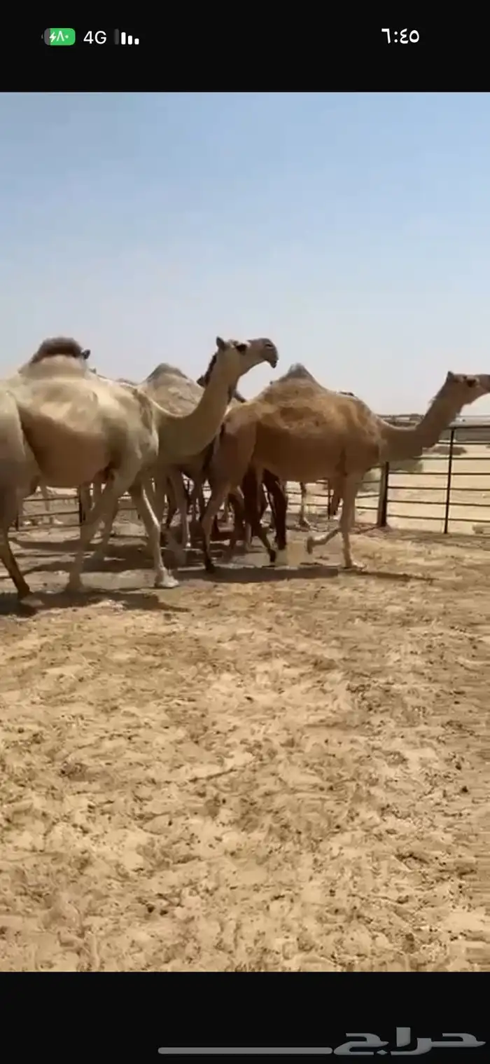 ابل شقح كفو للبيع 4