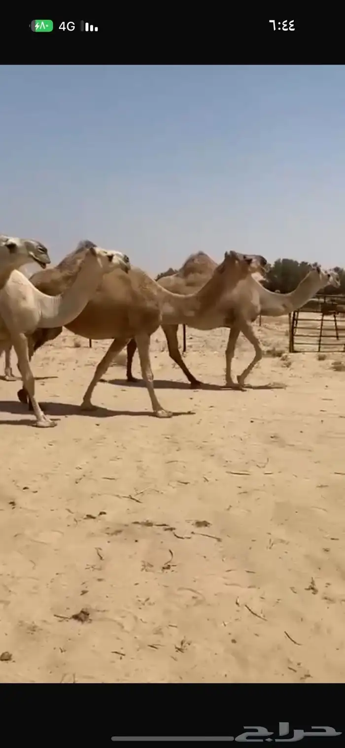 ابل شقح كفو للبيع 2