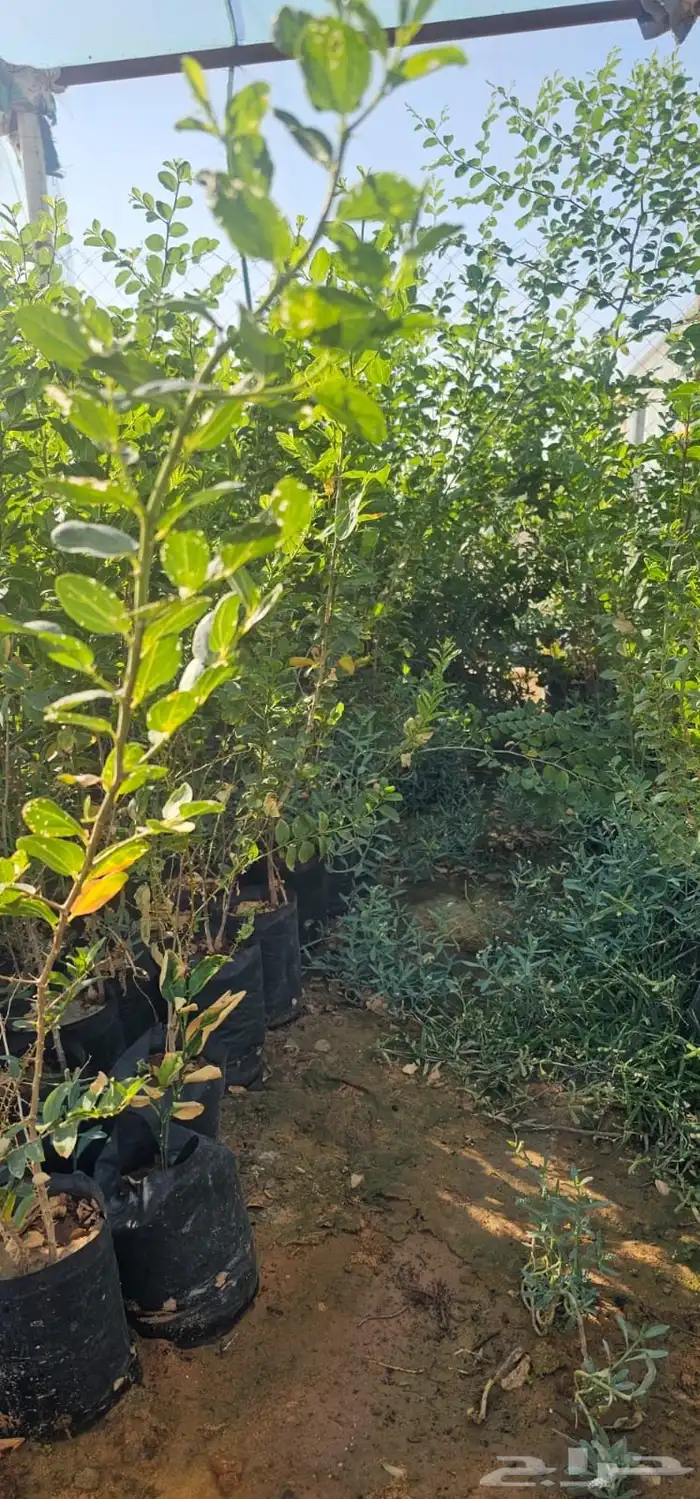 سدر للبيع  الشعلانية 1