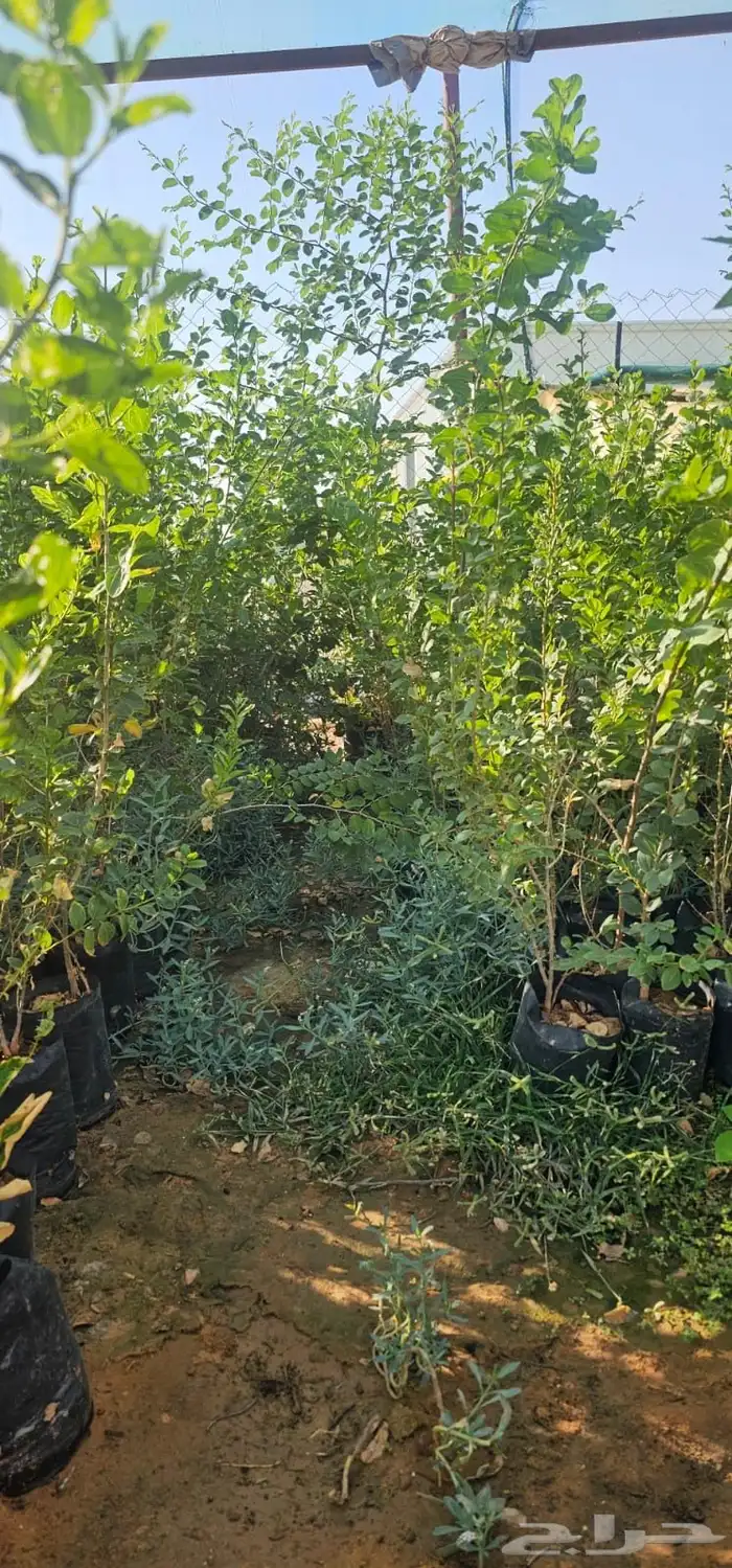 سدر للبيع  الشعلانية 0